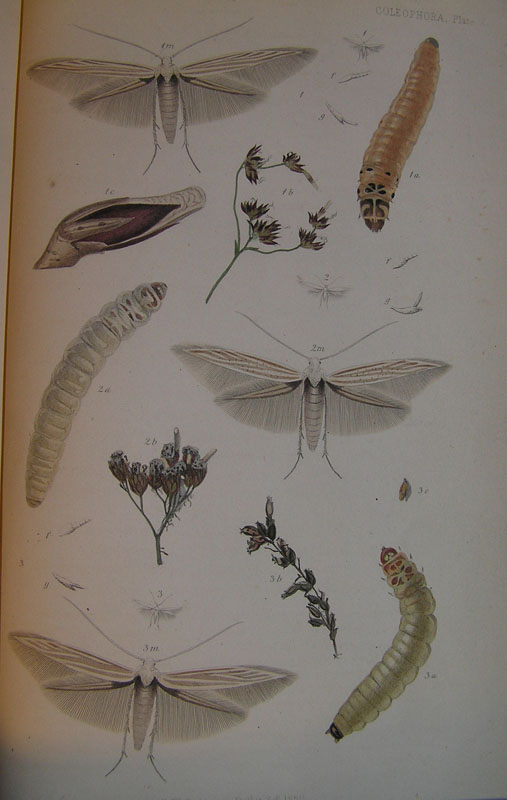 Le Coleophoridae d''Italia